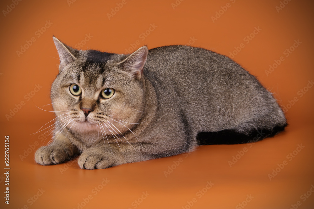 Obraz premium British shorthair cat on colored backgrounds