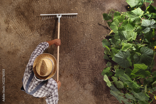 man farmer working with rake in vegetable garden, raking the soil near a cucumber plant, top view and copy space template