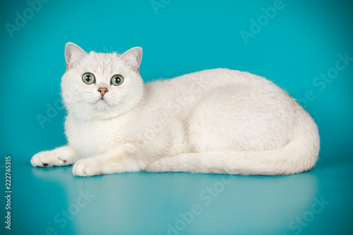 Принти на полотні British shorthair cat on colored backgrounds