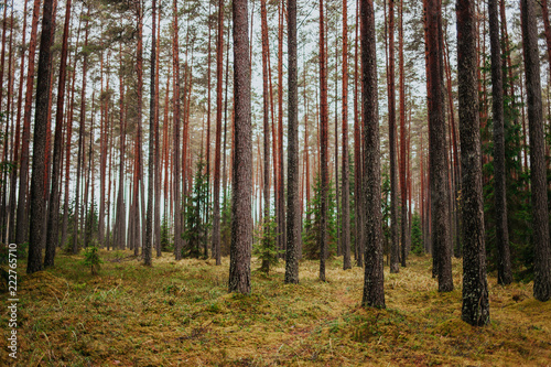 Autumn forest with high pine trees