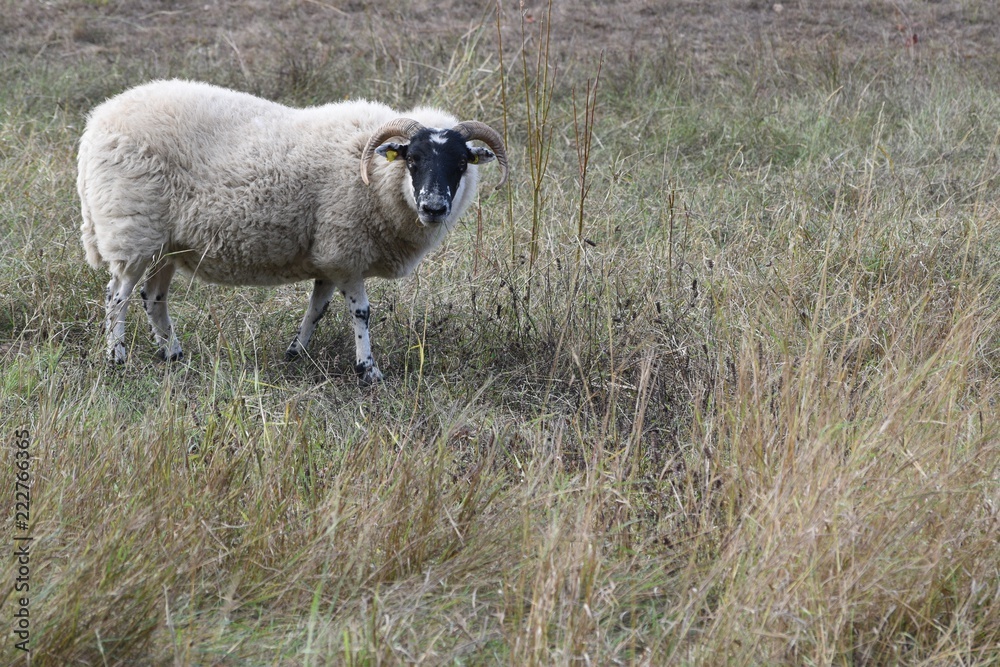 Obraz premium Scottish blackface sheep with background