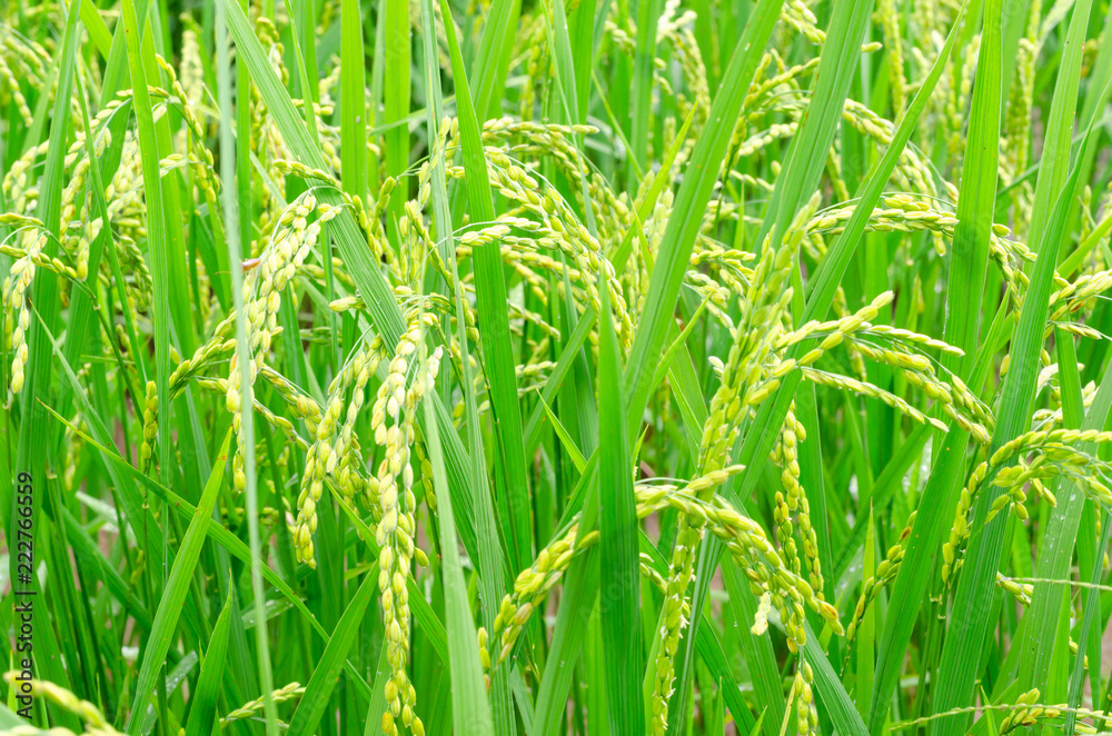 green rice field growing in agricultural area, Thailand green rice field growing in agricultural area, Thailand