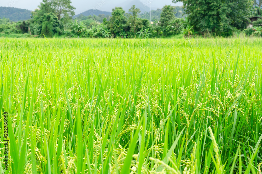 Obraz premium green rice field growing in agricultural area, Thailand