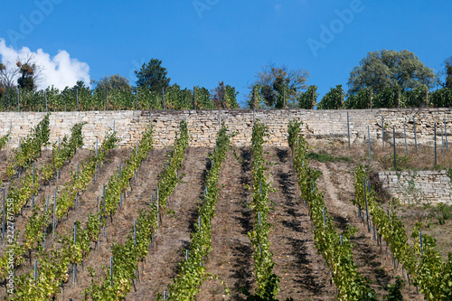 Weinberg mit Reben