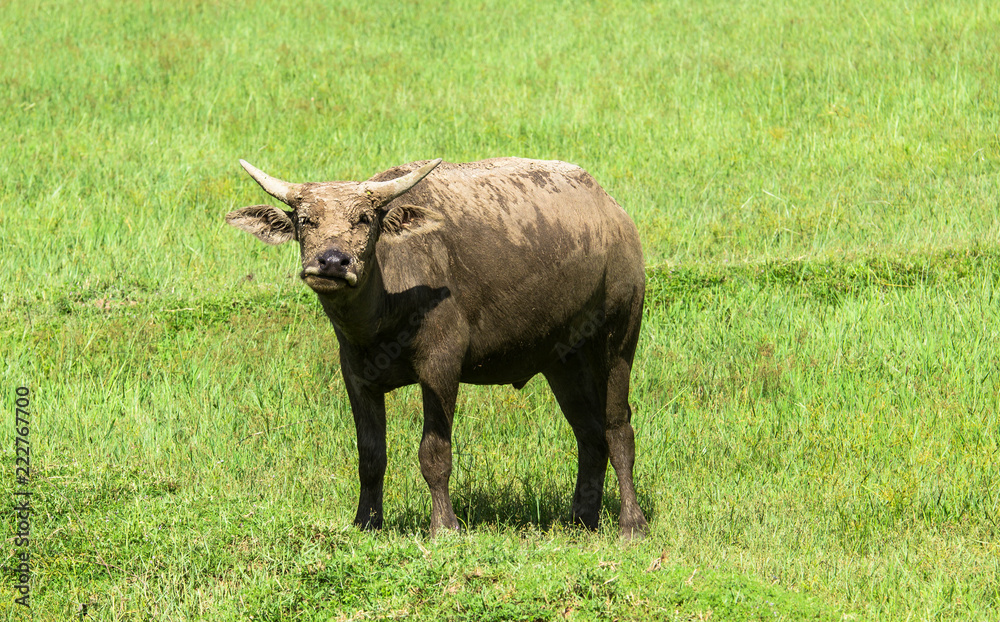 thai buffalo eating grass in a field