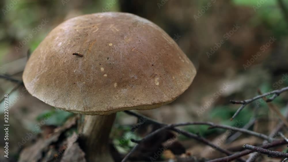 Birch mushrooms is growing in forest Birch mushrooms is growing in forest