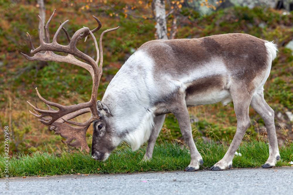 Big reindeer in the forest, Lapland, Finland Big reindeer in the forest, Lapland, Finland