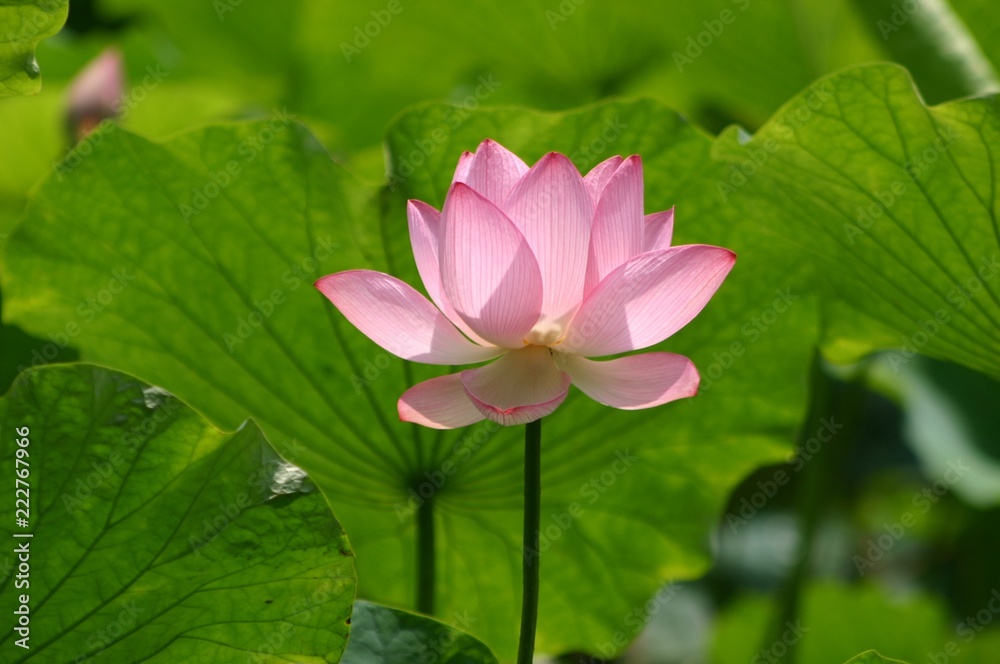 蓮華　lotus