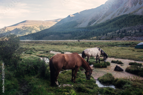 horses in mountains at the river