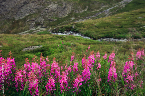 beautiful mountain flowers
