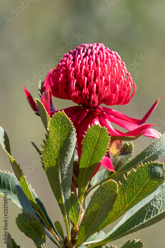 The beautiful Waratah Flower photo