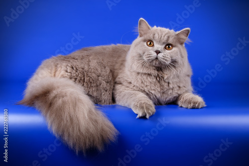 Quadro em tela British longhair cat on colored backgrounds