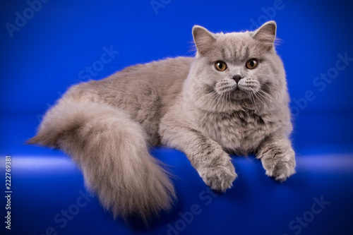 British longhair cat on colored backgrounds