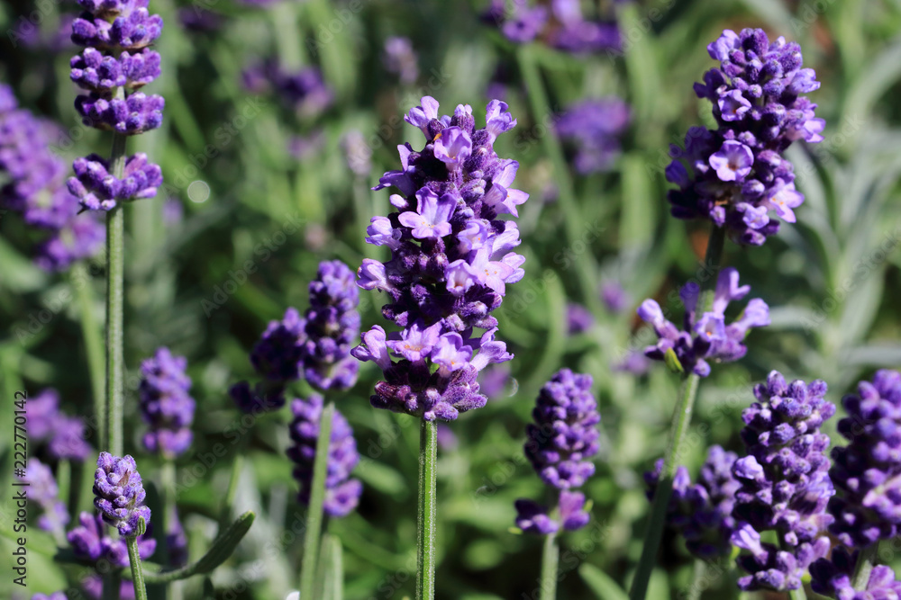 Naklejka premium Lavandula angustifolia is an excellent, richly flowering hardy lavender