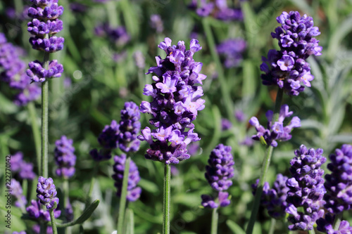 Lavandula angustifolia is an excellent  richly flowering hardy lavender