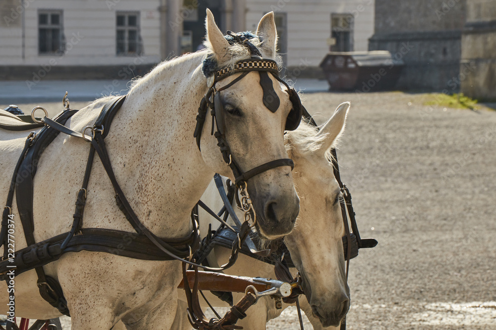 Closeup view of two white cart horses in Salzburg, Austria. Closeup view of two white cart horses in Salzburg, Austria.