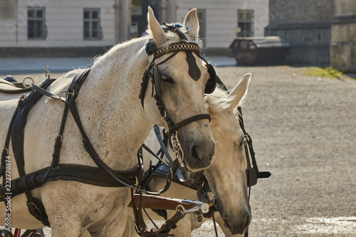 Closeup view of two white cart horses in Salzburg, Austria.