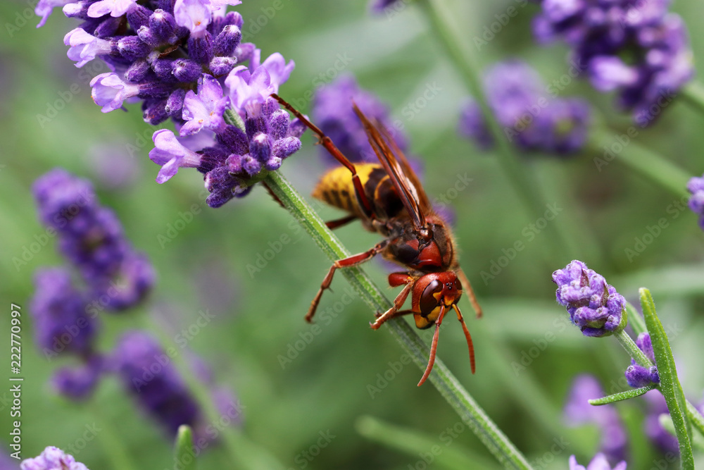 Fototapeta premium The European horn- Vespa crabro is an absolute beautiful insect