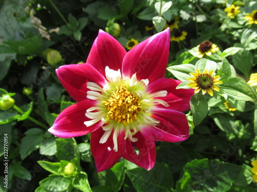 wundervolle Blume, Blüte, Natur, rot, pink