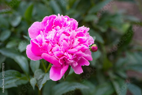 peony flower isolated on natural background