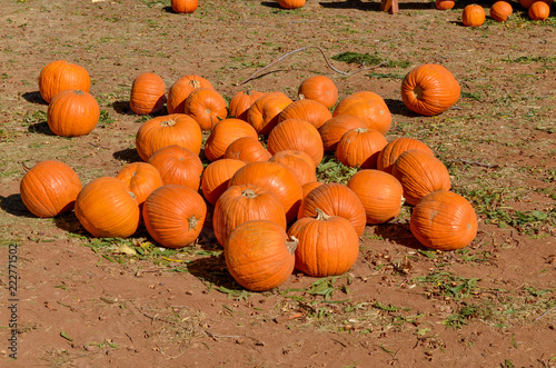 pumpkin patch at traditional October farm festival 