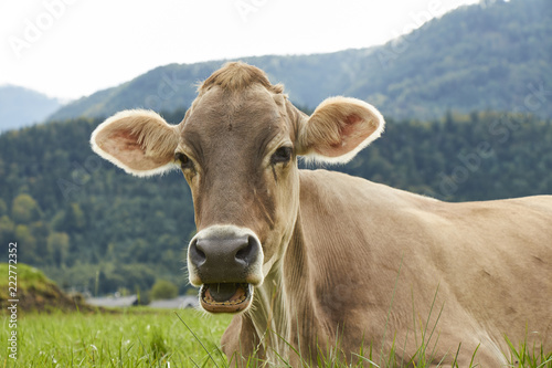 Closeup of a brown cow lying on lush green grass in Austrian Alps.