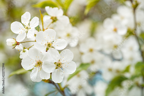 Branch of cherry blossoms with beautiful flowers. White nature background.