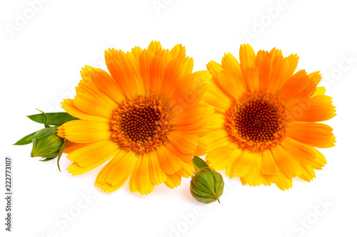 Orange calendula flowers isolated on white background