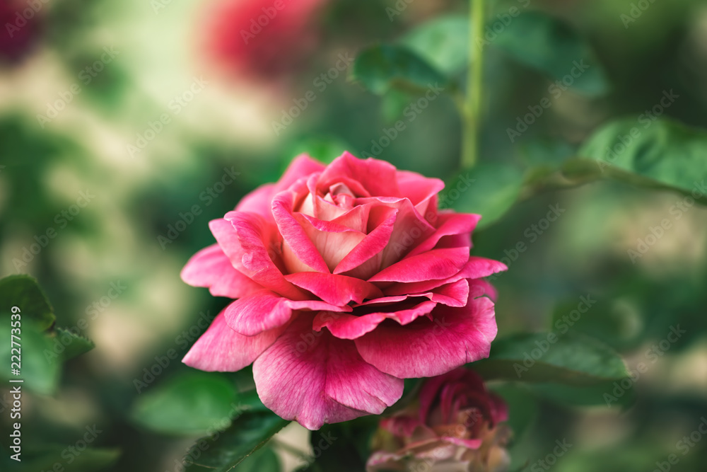 Rose flower on green foliage background close up Rose flower on green foliage background close up