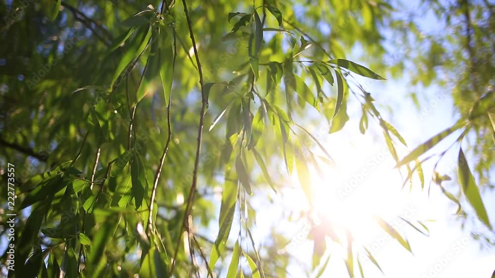 Fresh green foliage growing at trees isolated at clear blue sky. Beautiful charming sunny natural landscape background with sunshine and sunflare of sunset time. Real time handheld video footage. Fresh green foliage growing at trees isolated at clear blue sky. Beautiful charming sunny natural landscape background with sunshine and sunflare of sunset time. Real time handheld video footage.