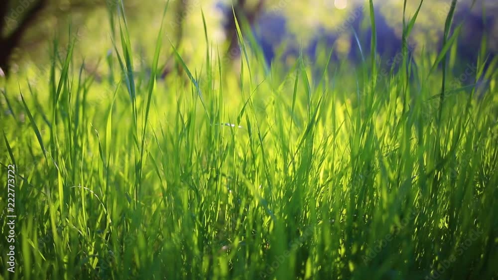 Closeup view of beautiful fresh green grass growing in meadow near river. Real time full hd video footage. Closeup view of beautiful fresh green grass growing in meadow near river. Real time full hd video footage.