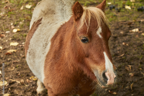 Close up view of a small brown spotted pony standing on brown soil.