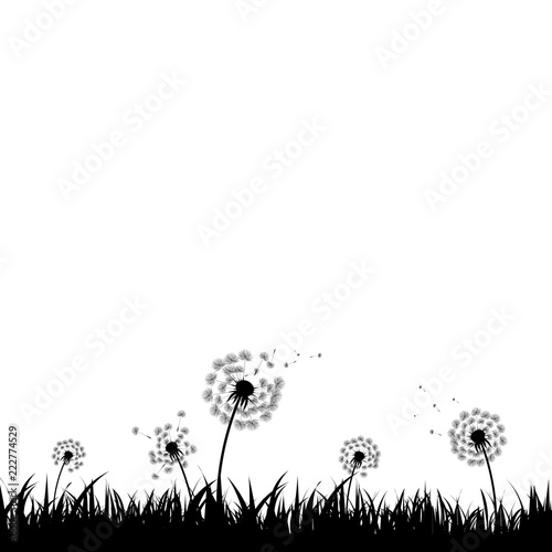 Dandelion Silhouette With White Background