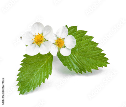 Blooming strawberry with leaves isolated on white background