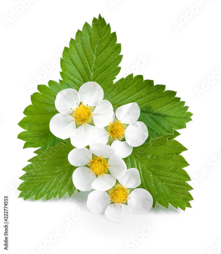 strawberry flowers with leaves studio isolated on white