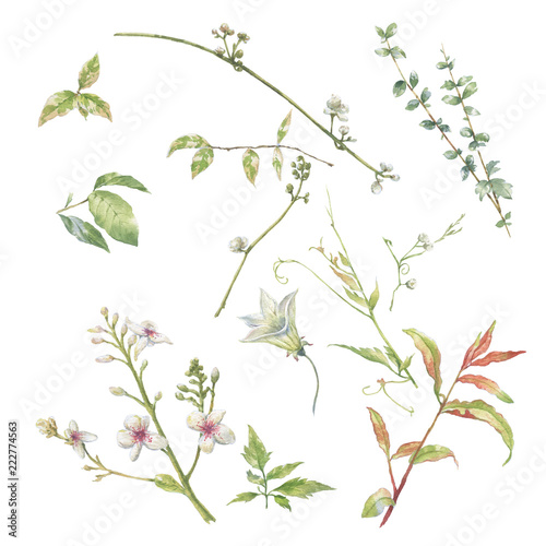 watercolor painting of leaves and flower  on white background
