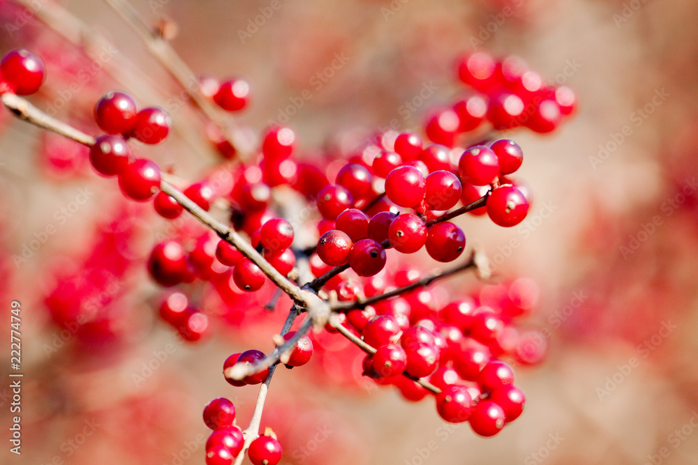 branch with red wild berries as food for birds in winter branch with red wild berries as food for birds in winter