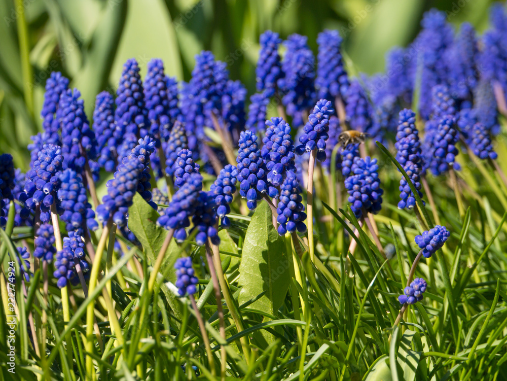 Blue Hyacinth with natural background in the garden on a bright spring day Blue Hyacinth with natural background in the garden on a bright spring day