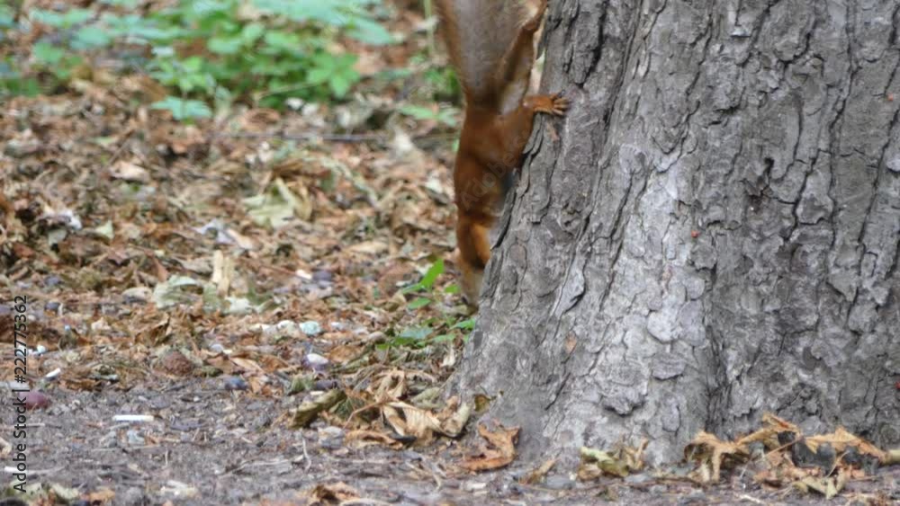 Squirrels are sporting in a tree park Squirrels are sporting in a tree park