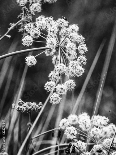 Sweet angelica plant at Brockholes nature reserve, Brockholes, Preston, Lancashire, Uk photo