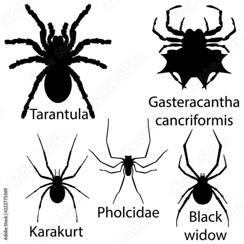 Set of spiders. Tarantula Gasteracantha cancriformis karakurt Pholcidae black widow. Vector outline black silhouette