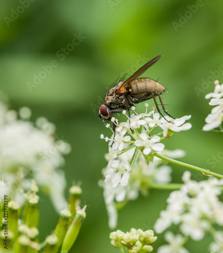 A fly on white flowers © sasapanchenko