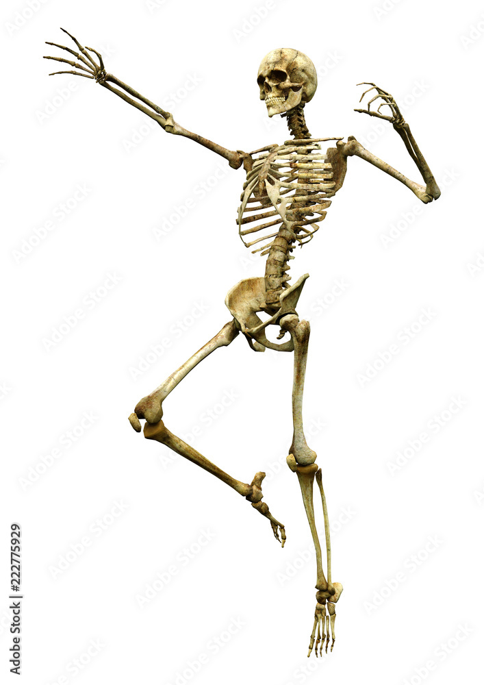 3D Rendering Human Skeleton on White 3D Rendering Human Skeleton on White