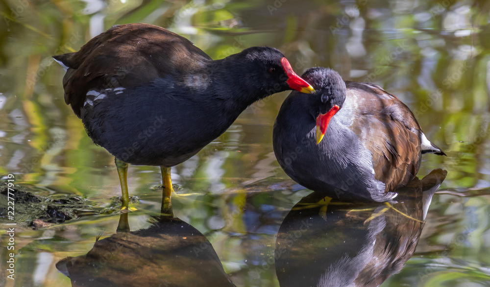 Fototapeta premium meerkoeten in het park
