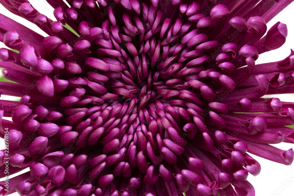 dark lilac chrysanthemum dark lilac chrysanthemum
