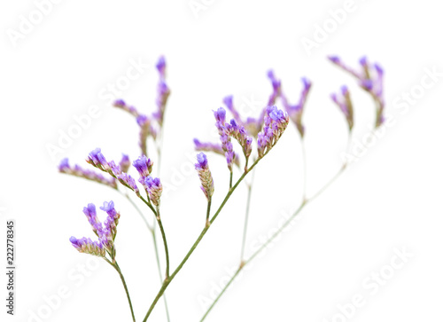 small pale flowers of limonium