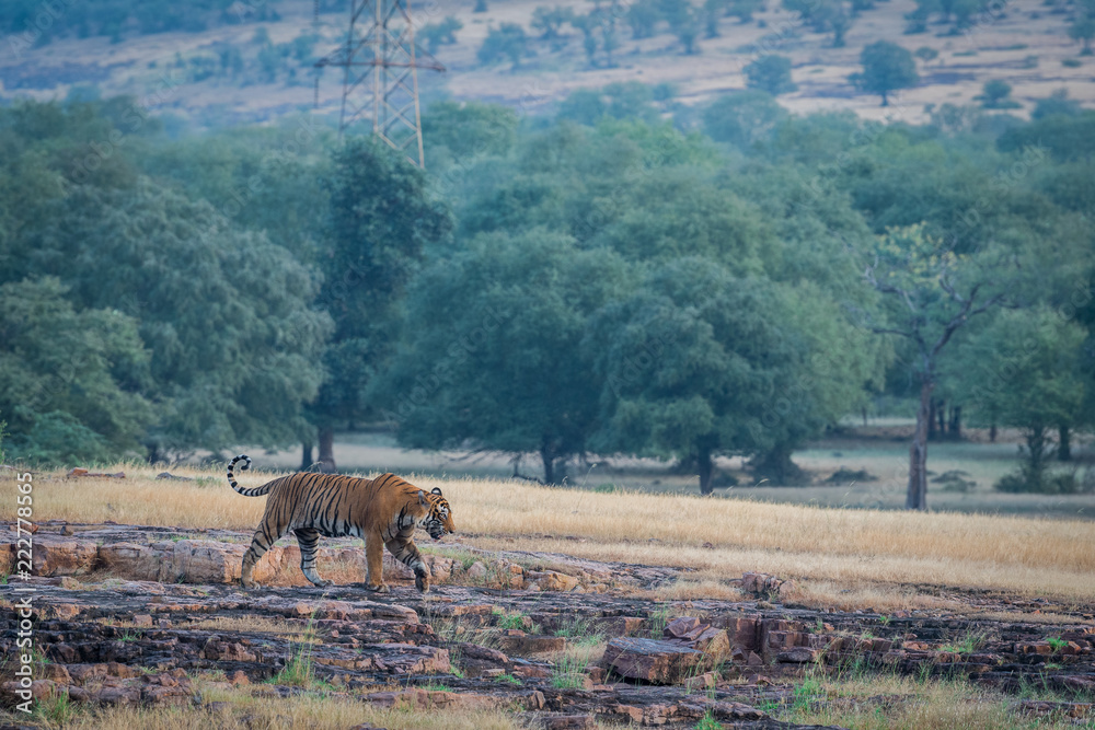 A dominant male tiger stroll in early morning territory marking at Ranthambore National Park