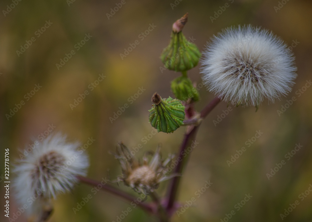 Fluffy Dandelion Fluffy Dandelion
