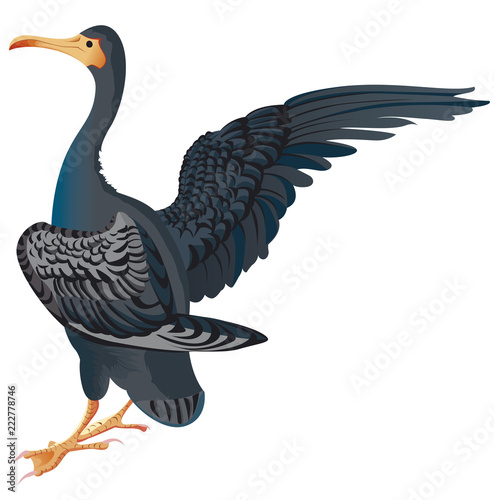cormoran en couleur isolé