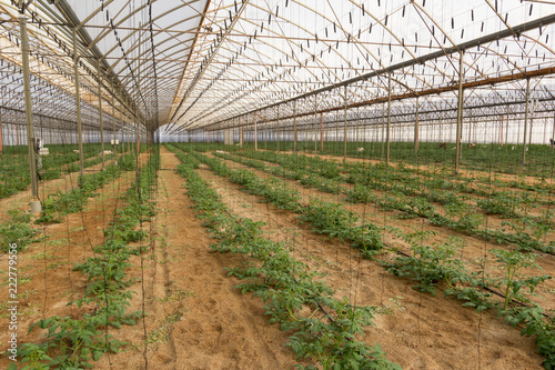 Invernadero con cerramiento de plástico con cultivo de tomate